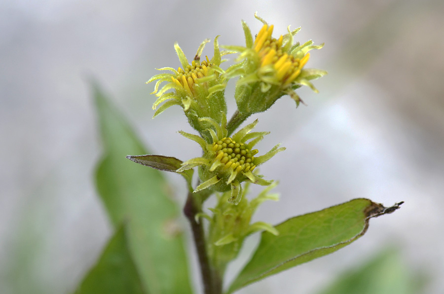 Inula conyzae